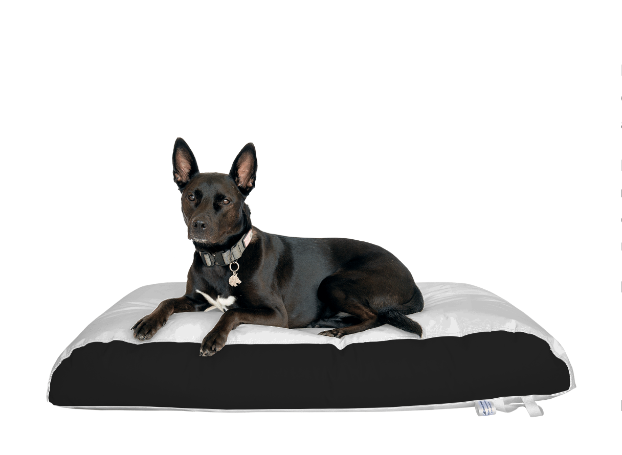 Dura-Bean Dog Bed